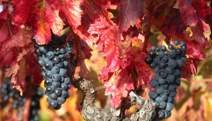 Vineyards of Languedoc © Régis DOMERGUE